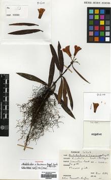 Type specimen at Edinburgh (E). Barret-Payton, Peter: . Barcode: E00438042.