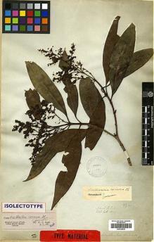 Type specimen at Edinburgh (E). Wallich, Nathaniel: 6279. Barcode: E00438044.