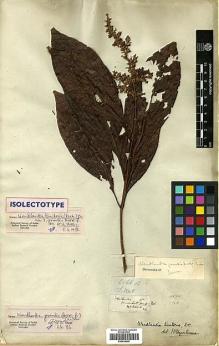 Type specimen at Edinburgh (E). Wallich, Nathaniel: 6266B. Barcode: E00438048.