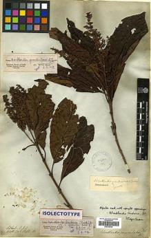 Type specimen at Edinburgh (E). Wallich, Nathaniel: 6266B. Barcode: E00438049.