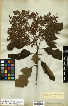 Type specimen at Edinburgh (E). Wallich, Nathaniel: 6268. Barcode: E00438051.