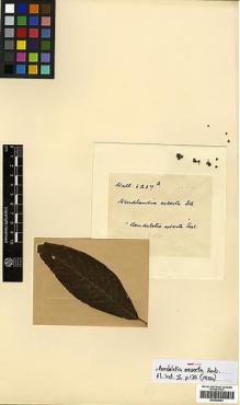 Type specimen at Edinburgh (E). Wallich, Nathaniel: 6267A. Barcode: E00438053.