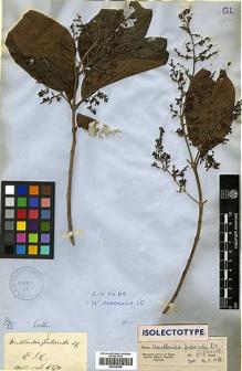 Type specimen at Edinburgh (E). Wallich, Nathaniel: 6270. Barcode: E00438055.