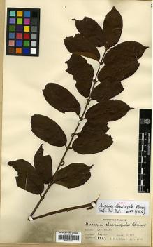 Type specimen at Edinburgh (E). Elmer, Adolph: 8262. Barcode: E00438058.