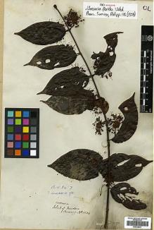 Type specimen at Edinburgh (E). Cuming, Hugh: 1504. Barcode: E00438061.