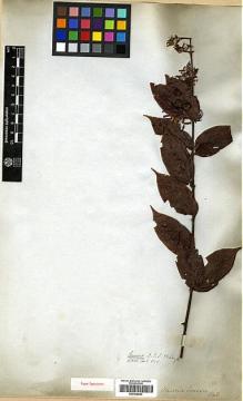 Type specimen at Edinburgh (E). Wallich, Nathaniel: 6110. Barcode: E00438063.