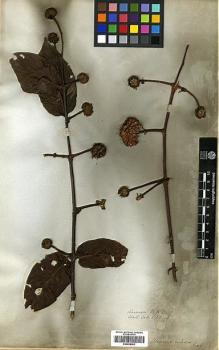 Type specimen at Edinburgh (E). Wallich, Nathaniel: 6108B. Barcode: E00438065.