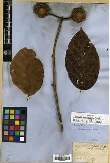Type specimen at Edinburgh (E). Wallich, Nathaniel: 6107. Barcode: E00438067.