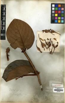 Type specimen at Edinburgh (E). Wallich, Nathaniel: 6106A. Barcode: E00438068.