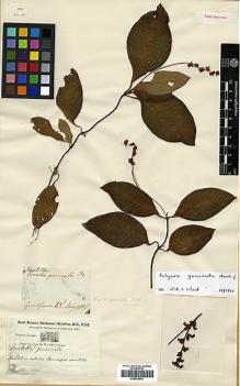 Type specimen at Edinburgh (E). Buchanan-Hamilton, Francis: 664. Barcode: E00438070.
