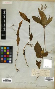 Type specimen at Edinburgh (E). Hooker, Joseph; Thomson, Thomas: . Barcode: E00438072.