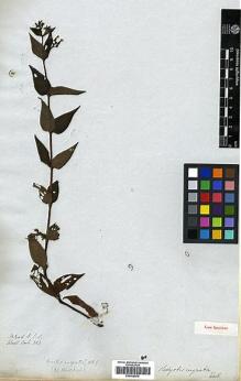 Type specimen at Edinburgh (E). Wallich, Nathaniel: 863. Barcode: E00438076.
