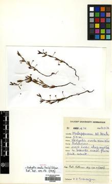 Type specimen at Edinburgh (E). Sivarajan, V.: 491. Barcode: E00438085.