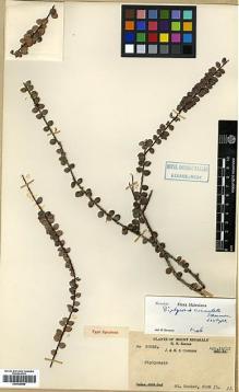 Type specimen at Edinburgh (E). Clemens, Joseph; Clemens, Mary: 35018. Barcode: E00438086.
