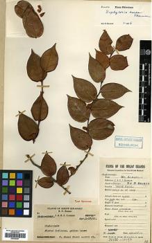 Type specimen at Edinburgh (E). Clemens, Joseph; Clemens, Mary: 32400=32693. Barcode: E00438087.