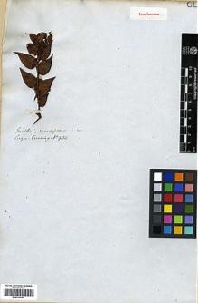 Type specimen at Edinburgh (E). Cuming, Hugh: 934. Barcode: E00438088.