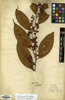 Type specimen at Edinburgh (E). Griffith, William: 2256. Barcode: E00438089.