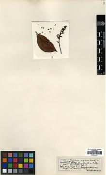 Type specimen at Edinburgh (E). Loher, August: 14979. Barcode: E00438100.