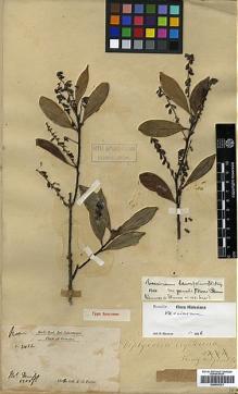 Type specimen at Edinburgh (E). Forbes, Henry: 2432. Barcode: E00438121.