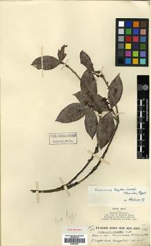 Type specimen at Edinburgh (E). Kingdon-Ward, Francis: 6322. Barcode: E00438127.
