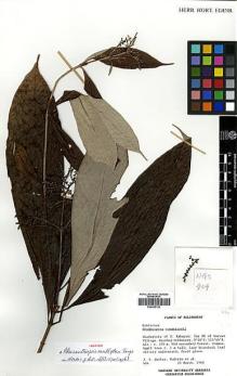 Type specimen at Edinburgh (E). Burley, Jeff S. & Turkirin: 404. Barcode: E00438136.