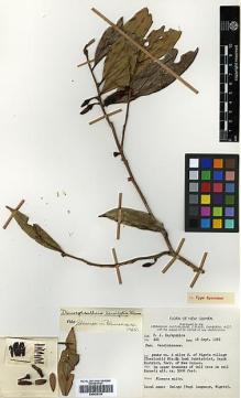 Type specimen at Edinburgh (E). Darbyshire, P.: 441. Barcode: E00438138.