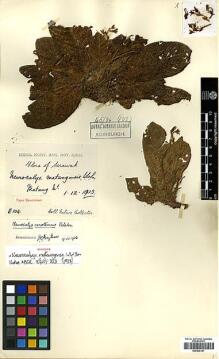 Type specimen at Edinburgh (E). Native Collector Sarawak (NATCOSA): 104. Barcode: E00438141.