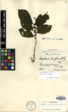 Type specimen at Edinburgh (E). Native Collector Sarawak (NATCOSA): D131. Barcode: E00438144.