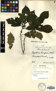 Type specimen at Edinburgh (E). Native Collector Sarawak (NATCOSA): D131. Barcode: E00438145.