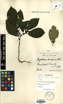 Type specimen at Edinburgh (E). Native Collector Sarawak (NATCOSA): D131. Barcode: E00438146.