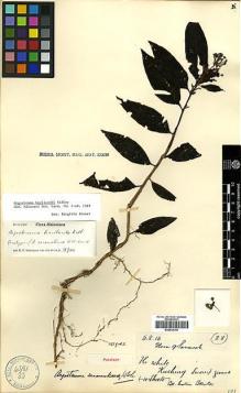 Type specimen at Edinburgh (E). Native Collector Sarawak (NATCOSA): 28. Barcode: E00438148.