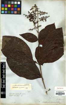 Type specimen at Edinburgh (E). Wallich, Nathaniel: 6226A. Barcode: E00438149.
