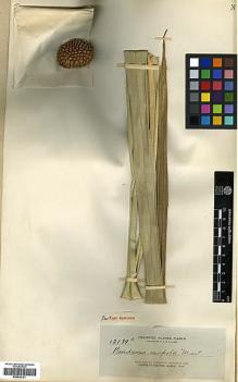 Type specimen at Edinburgh (E). Elmer, Adolph: 12139A. Barcode: E00438161.