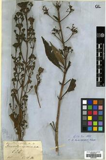 Type specimen at Edinburgh (E). Wallich, Nathaniel: 6240B. Barcode: E00438168.
