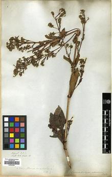 Type specimen at Edinburgh (E). Wallich, Nathaniel: 6240B. Barcode: E00438169.