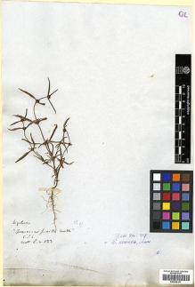 Type specimen at Edinburgh (E). Wallich, Nathaniel: 823. Barcode: E00438181.