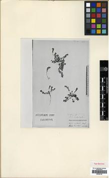Type specimen at Edinburgh (E). Pichler, Thomas: . Barcode: E00438186.