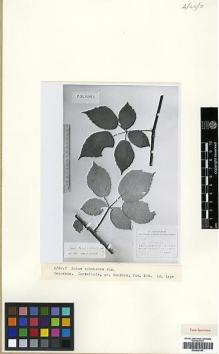 Type specimen at Edinburgh (E). Juzepczuk, Sergei: 108. Barcode: E00438187.