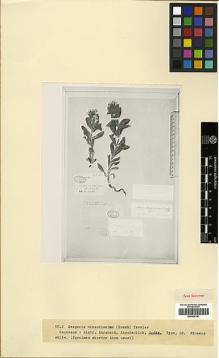 Type specimen at Edinburgh (E). von Radde, Gustav: 348. Barcode: E00438191.