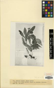 Type specimen at Edinburgh (E). Alexeenko, F: 23239. Barcode: E00438193.