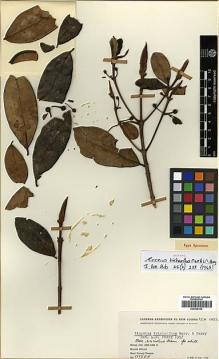Type specimen at Edinburgh (E). Clemens, Mary: 11158B. Barcode: E00438195.