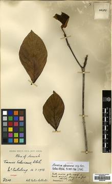 Type specimen at Edinburgh (E). Native Collector Sarawak (NATCOSA): D200. Barcode: E00438196.