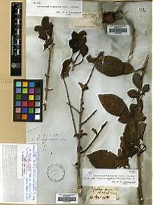Type specimen at Edinburgh (E). Heyne, Benjamin: . Barcode: E00438199.