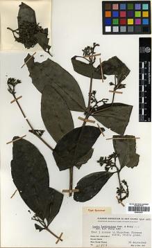 Type specimen at Edinburgh (E). Clemens, Mary: 41856. Barcode: E00438203.