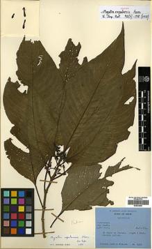 Type specimen at Edinburgh (E). Stainton, John; Sykes, William; Williams, Leonard: 6489. Barcode: E00438205.