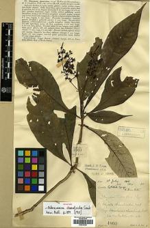 Type specimen at Edinburgh (E). Lace, John: 4860. Barcode: E00438206.