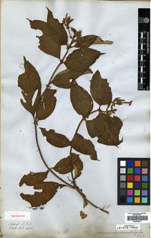 Type specimen at Edinburgh (E). Wallich, Nathaniel: 6255. Barcode: E00438211.