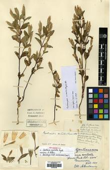 Type specimen at Edinburgh (E). Anderson, A.: . Barcode: E00438248.