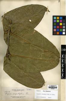 Type specimen at Edinburgh (E). Elmer, Adolph: 13169. Barcode: E00438250.