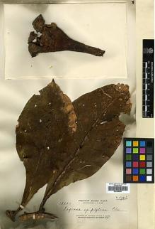 Type specimen at Edinburgh (E). Elmer, Adolph: 13850. Barcode: E00438254.